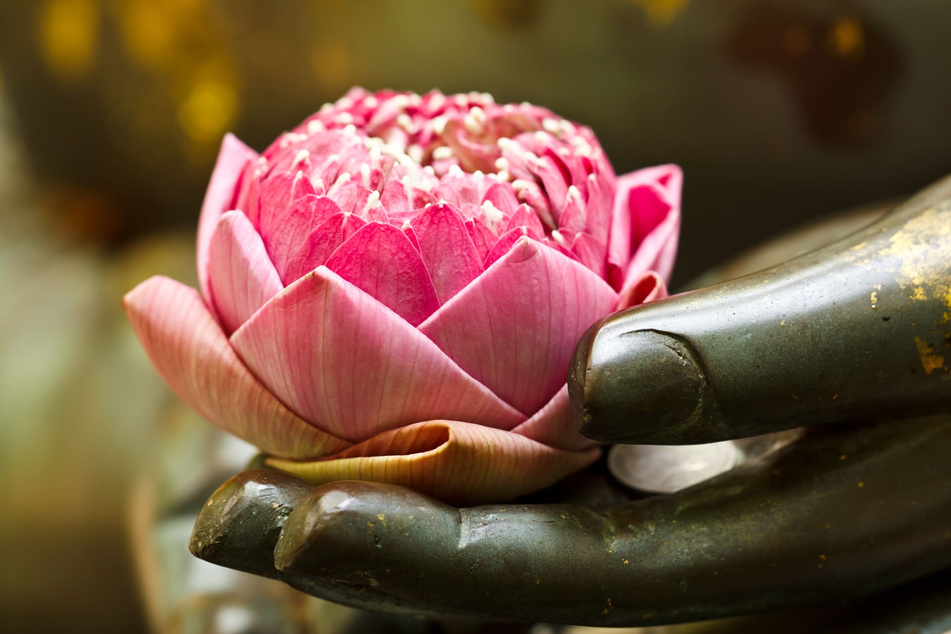 Een roze lotusbloem rust in een bronzen hand